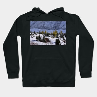 Gold Larch Trees. Hoodie